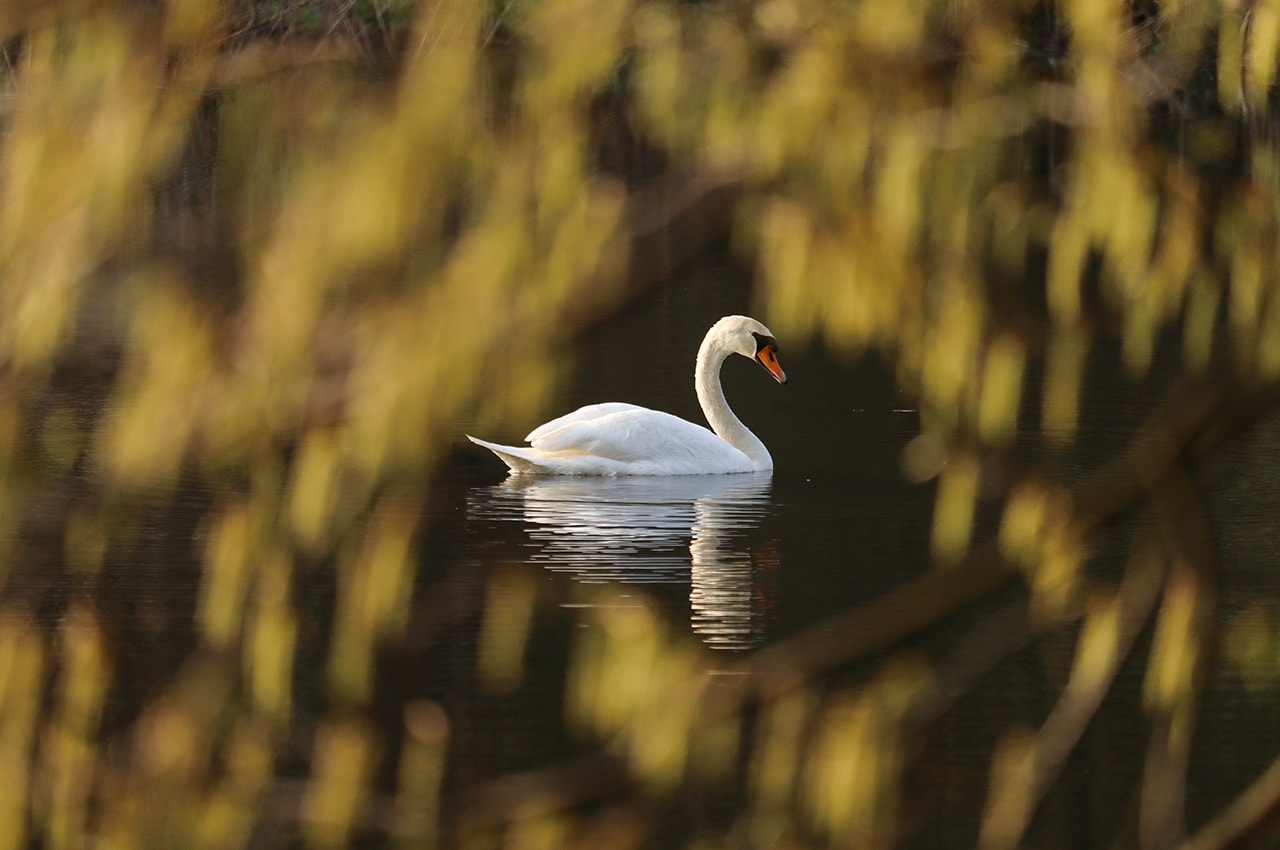 Swan