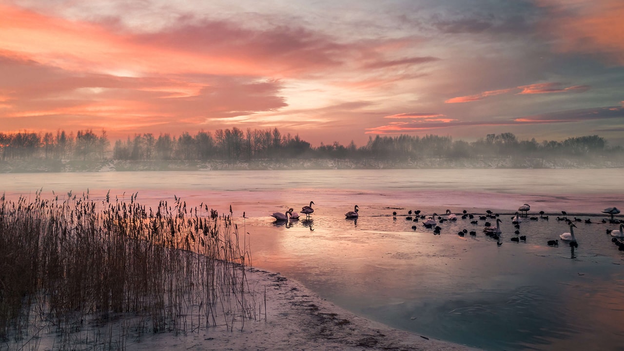 Sunset Lake Swans