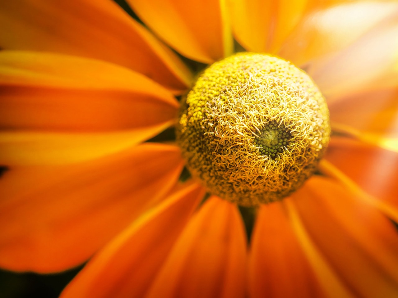 Yellow Aster