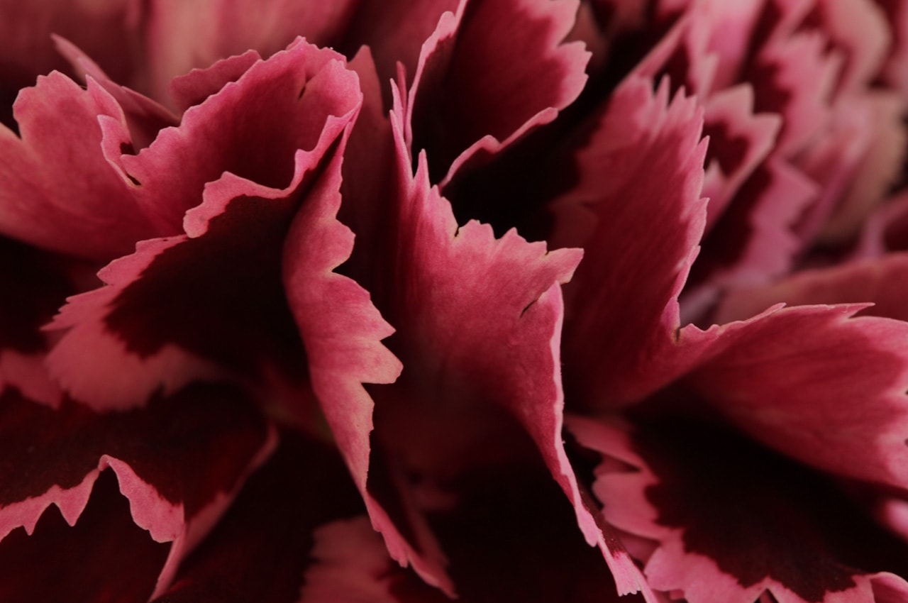 Carnation Macro