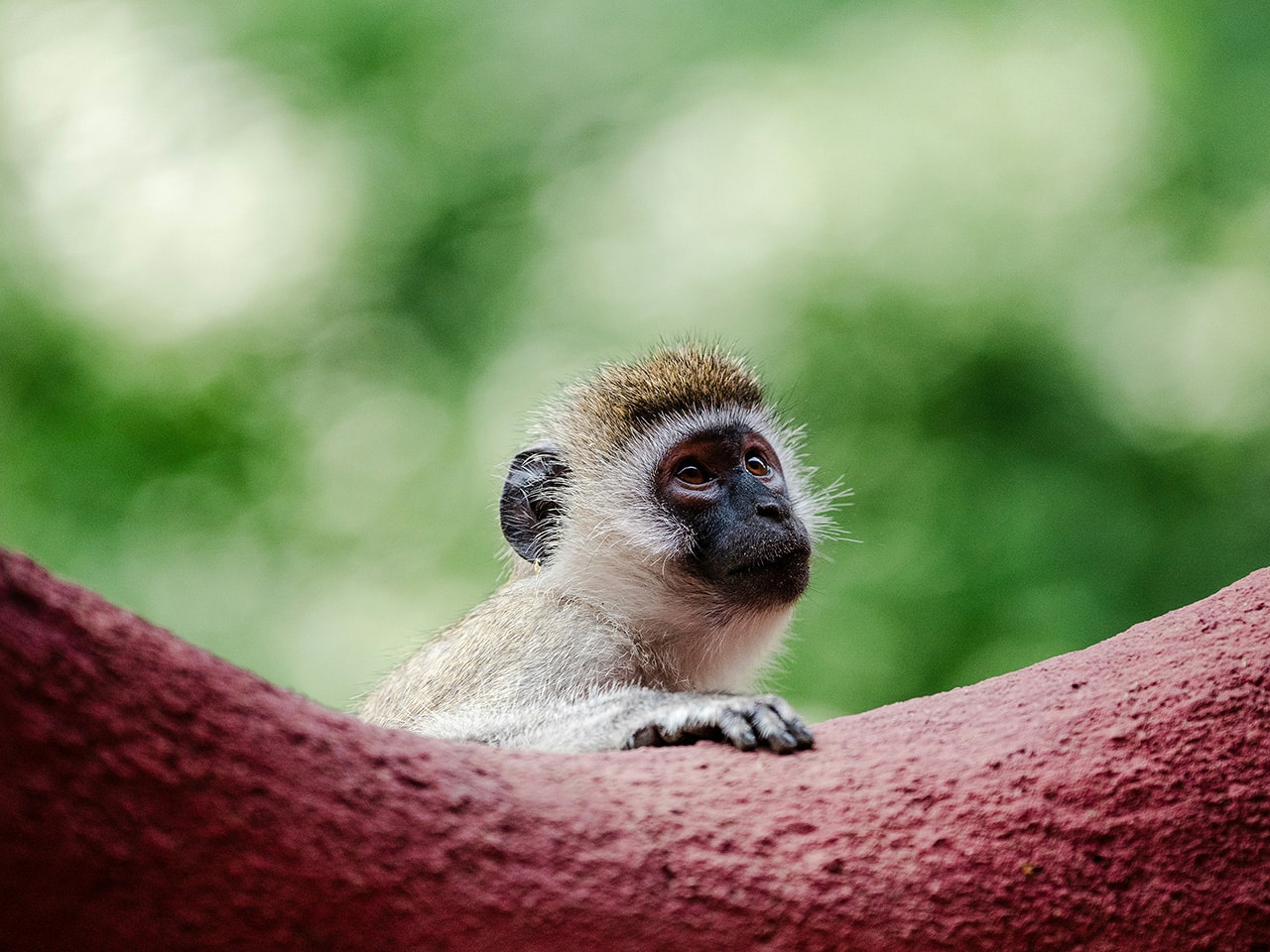 Monkey