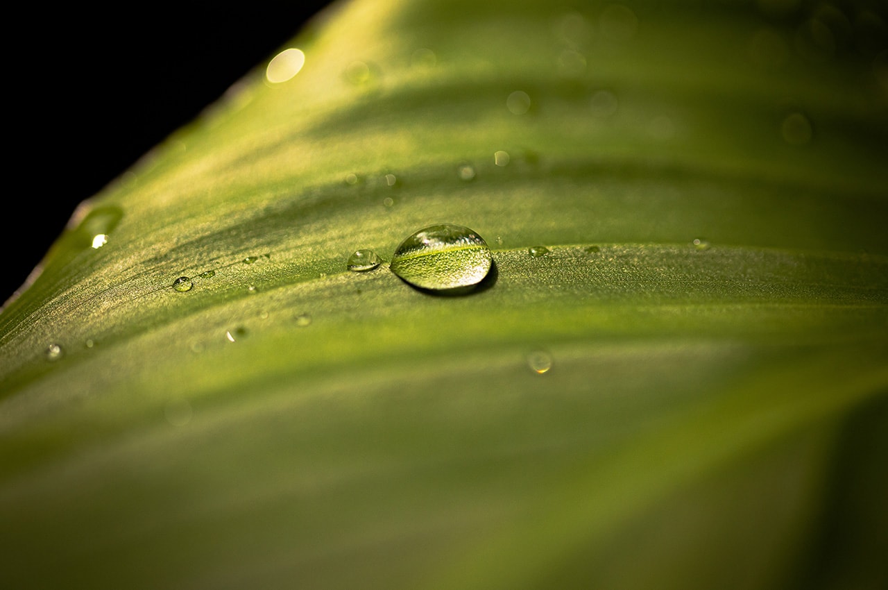 Water Drops on Leave