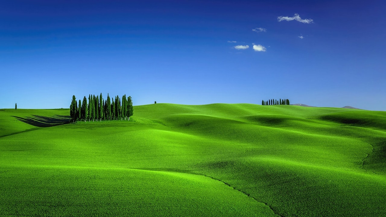 Green Meadow In Tuscany