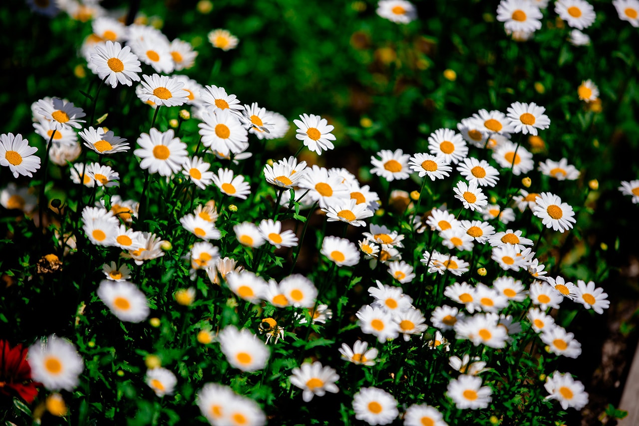 Camomiles