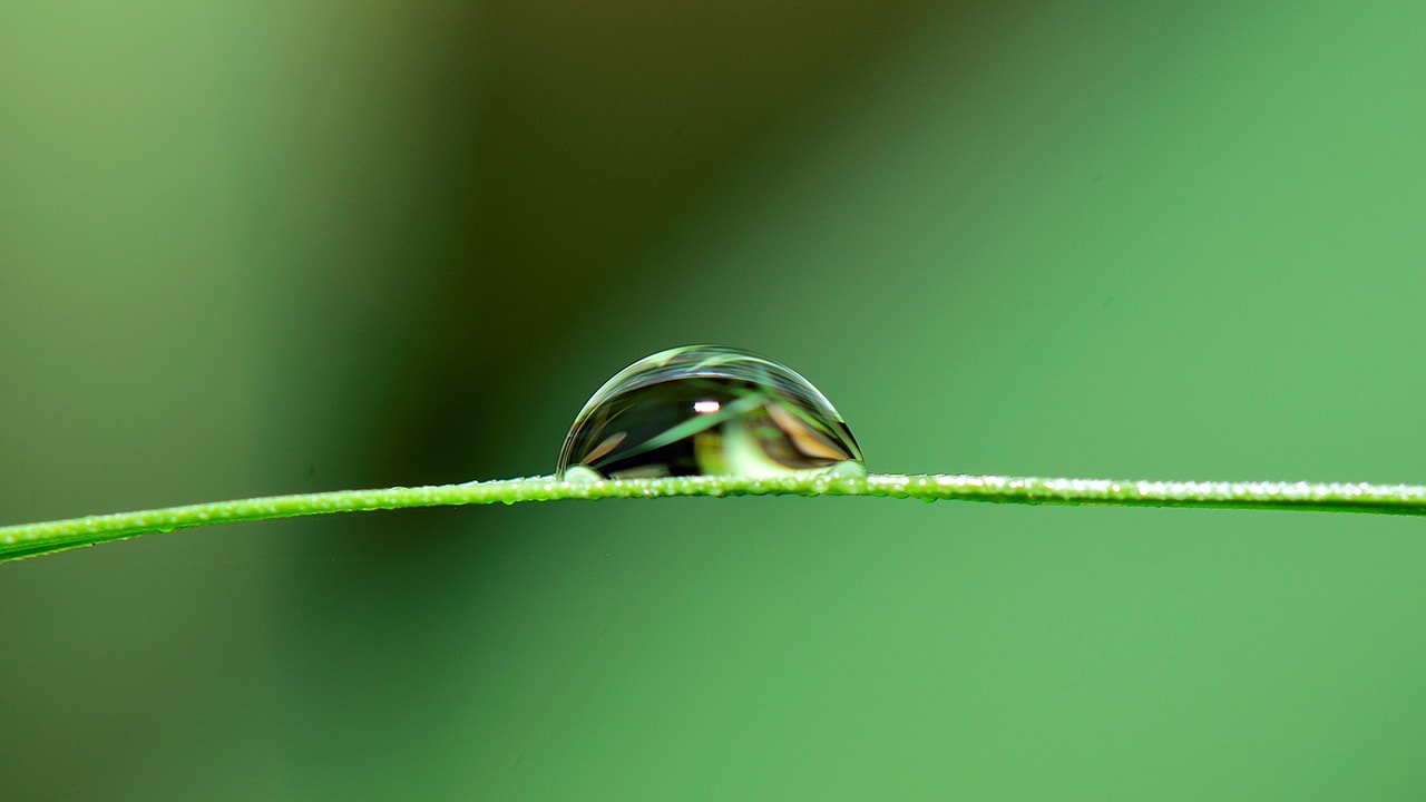 Dewdrop on Green Grass