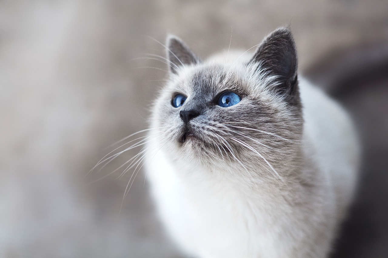 Blue-eyed Cat
