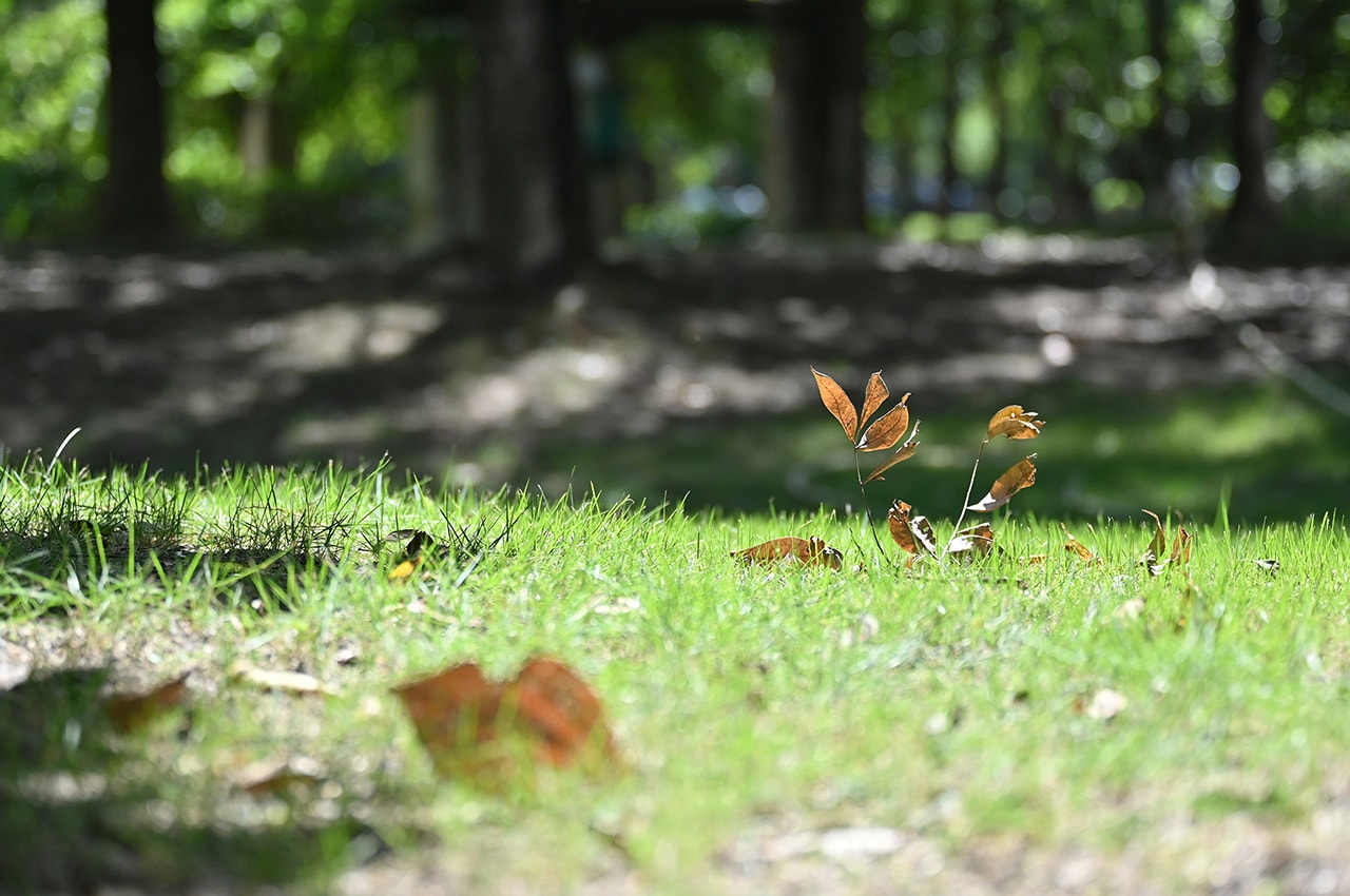 Autumn Grass Fallen Leaves