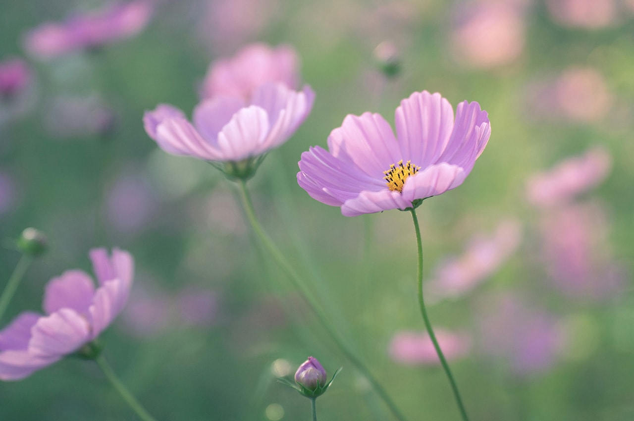 Cosmos