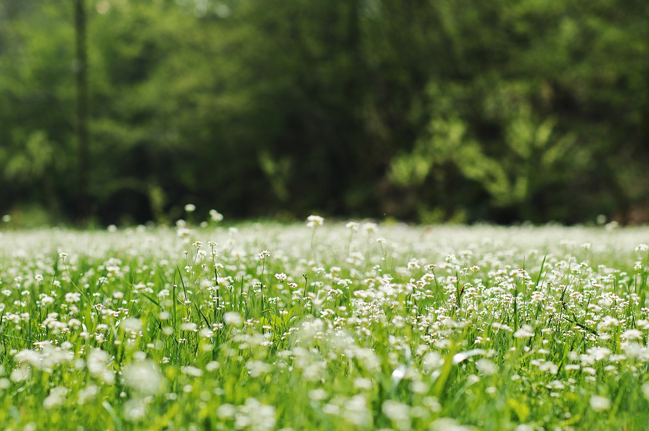 Spring Flowers