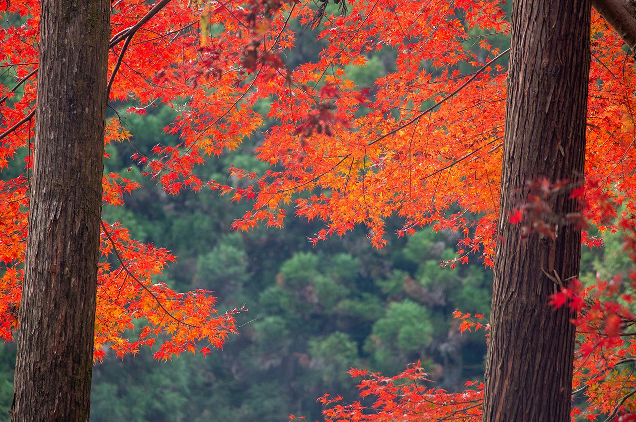 Red Maple Leaves in Autumn