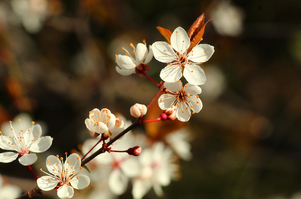 Plum Blossoms