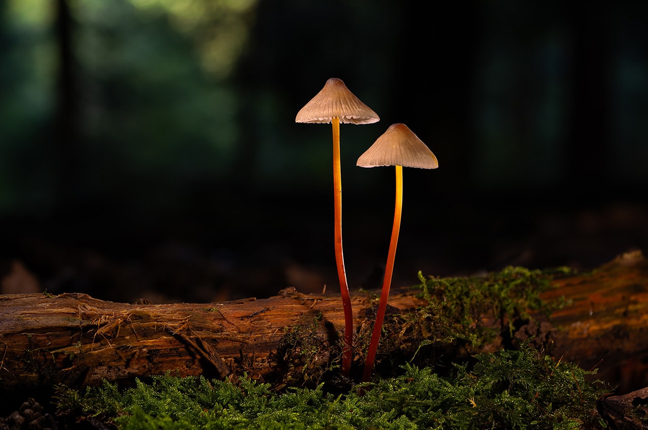 Forest Mushrooms