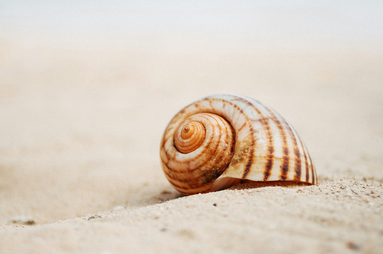 Beach Seashell
