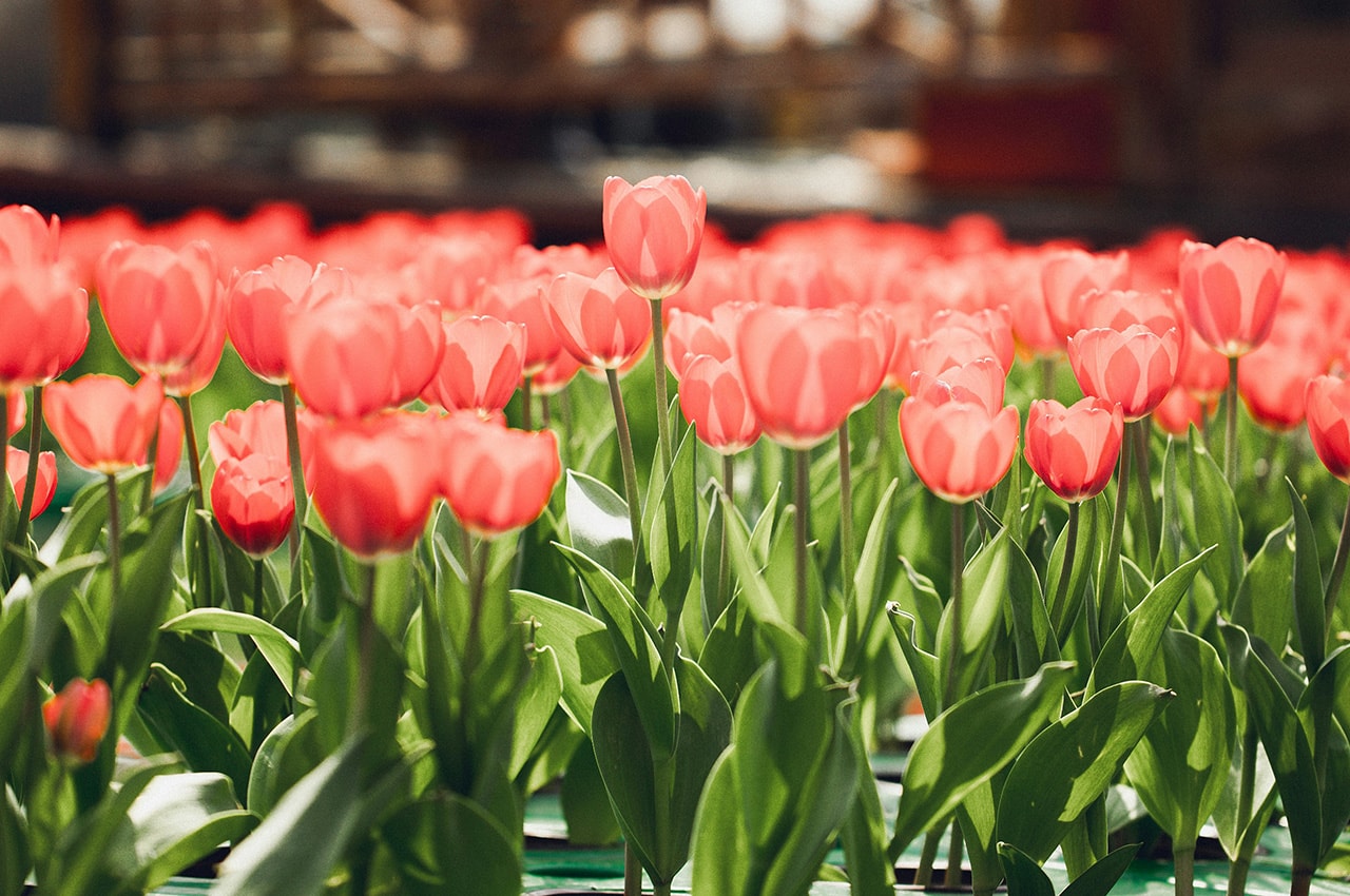 Pink Tulips