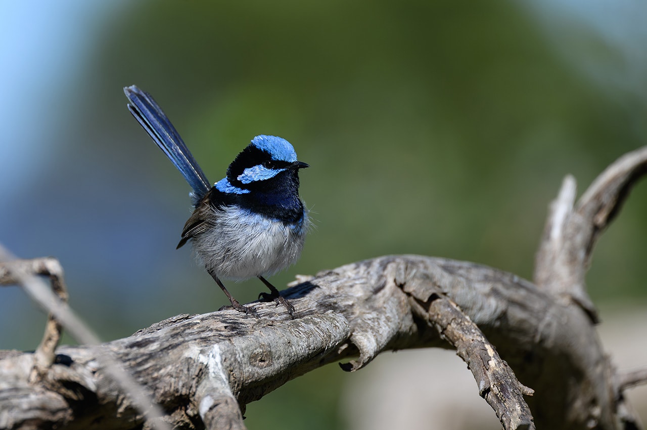 Fairywren