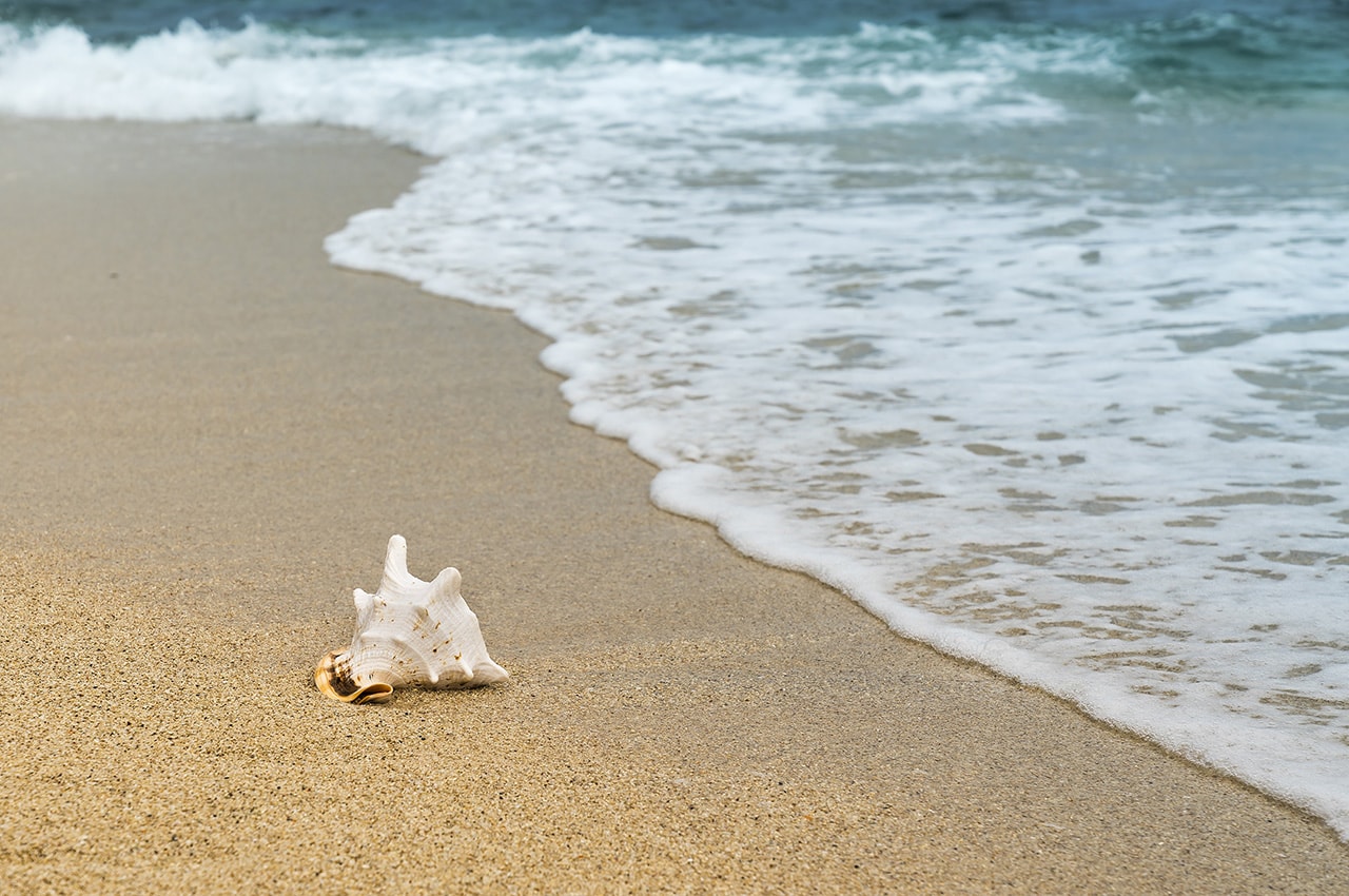 Seashell on the Beach