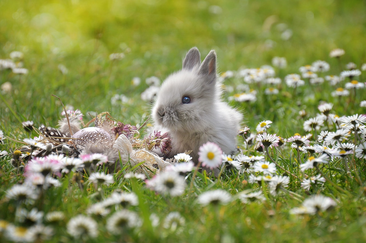 Easter Bunny