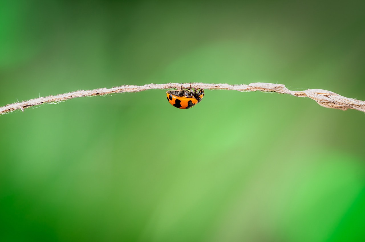 Ladybug