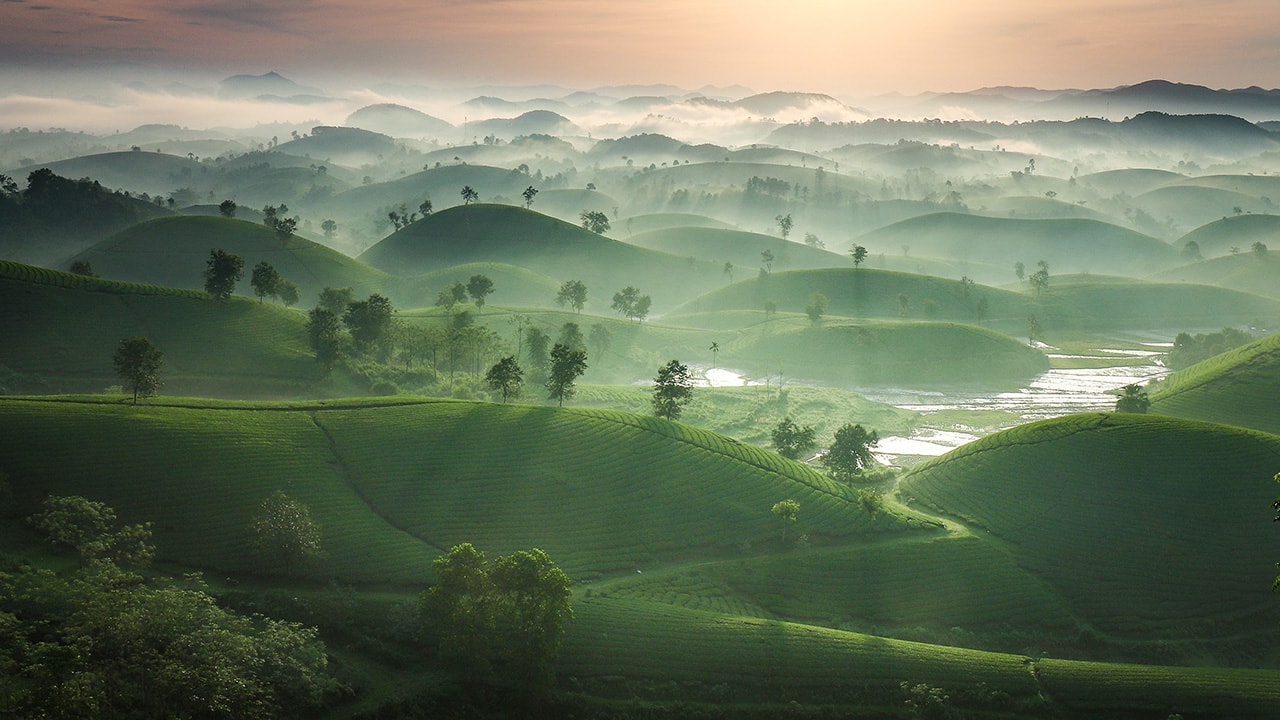 Dawn Vietnam Green Tea Farm