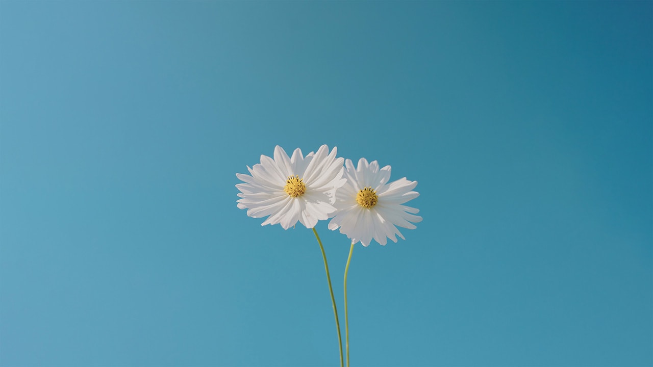 Blue Sky Cosmeas