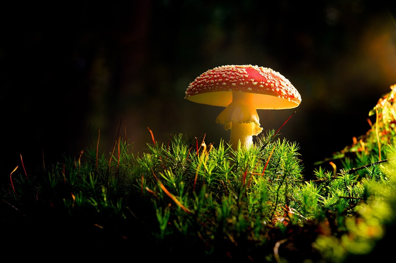 Mushroom Moss