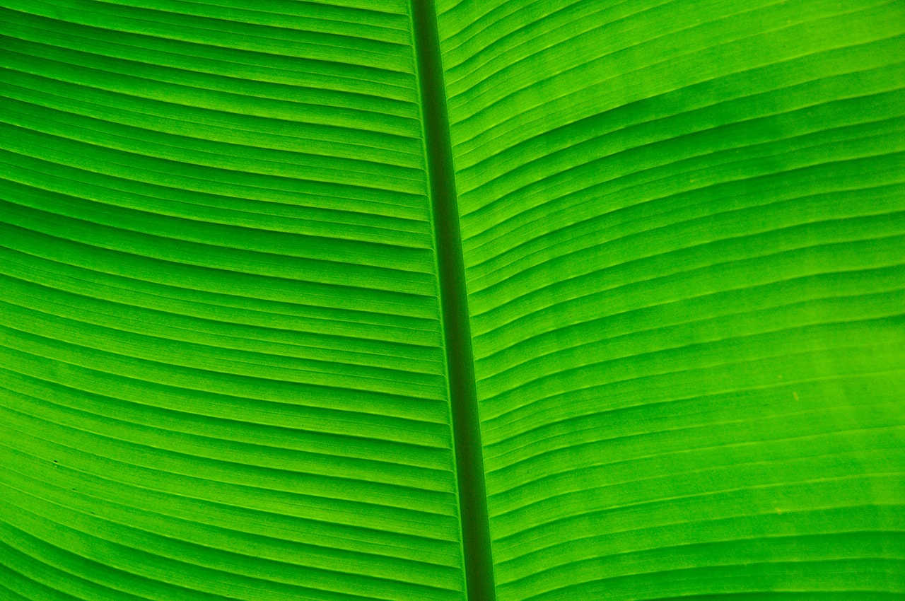 Banana Leaf