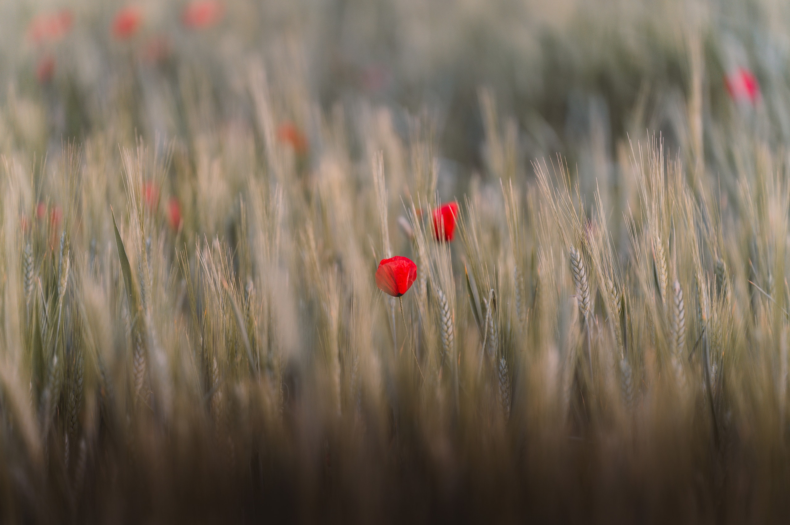Wheat Field Poppy Flowers