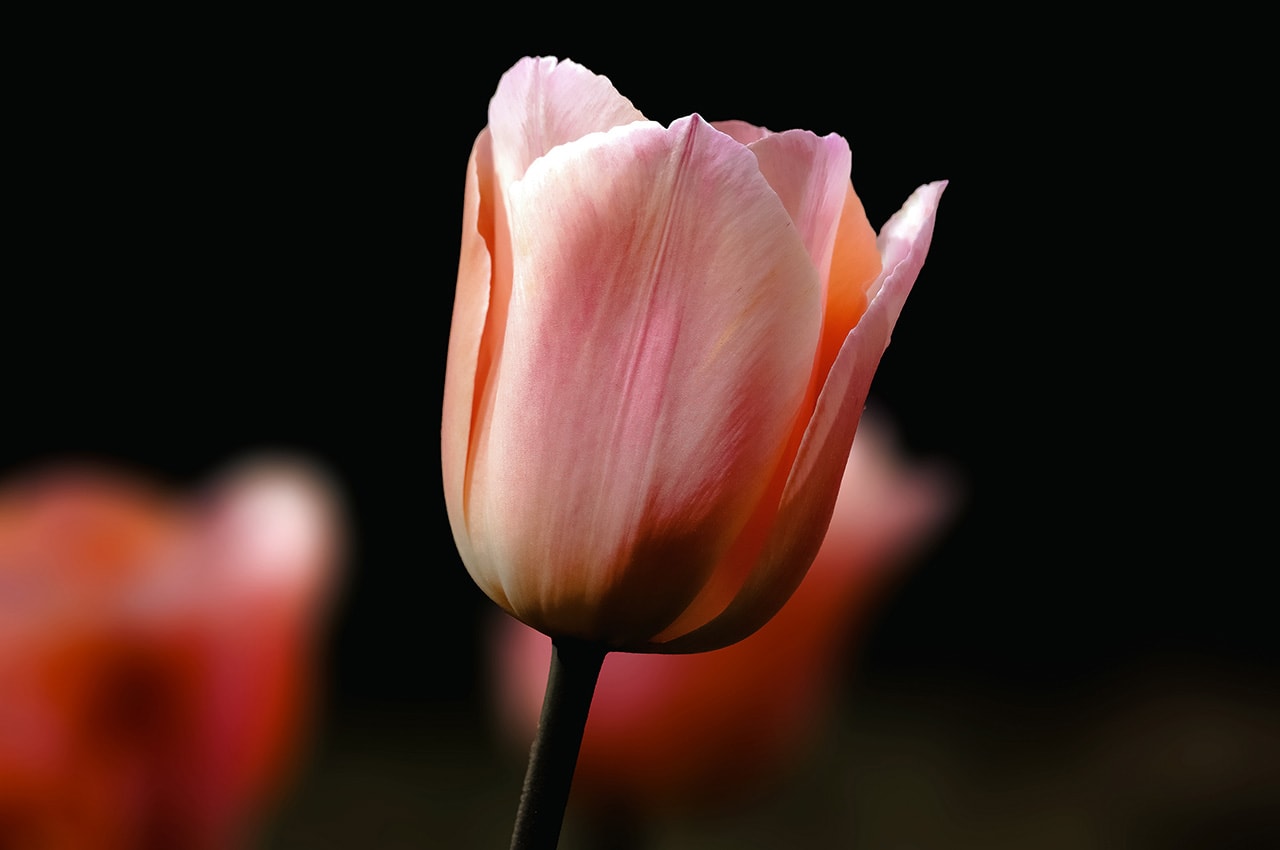Pink Tulips