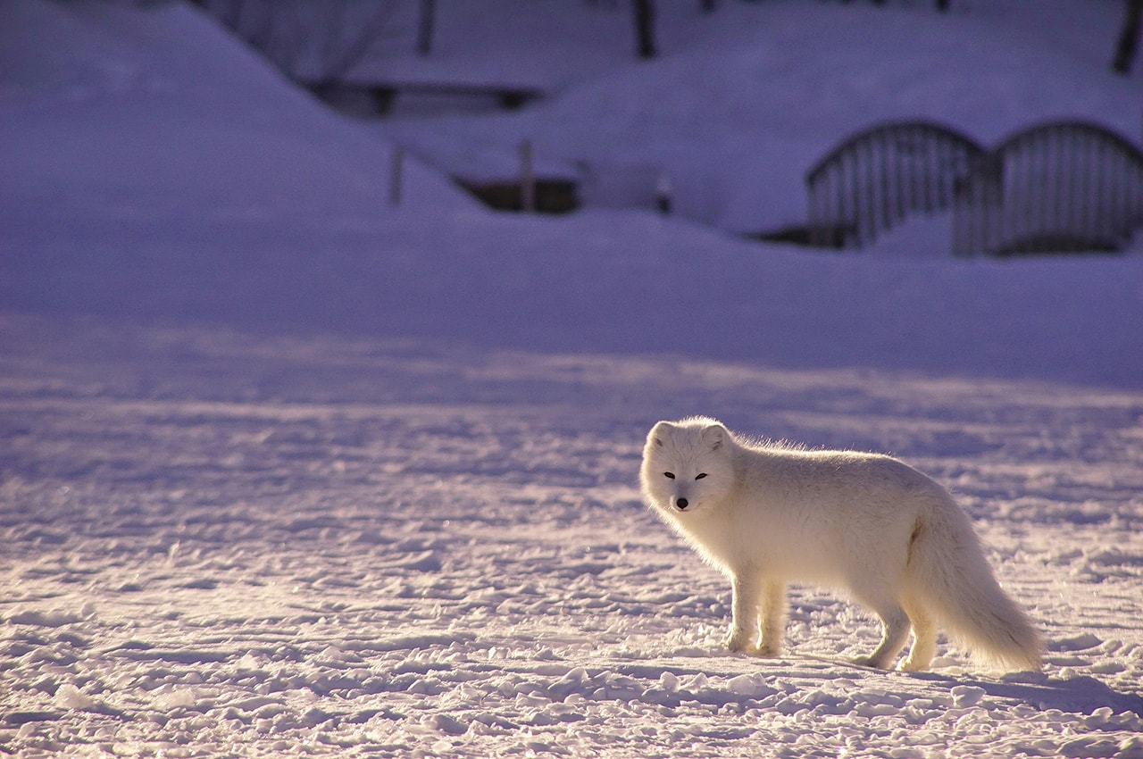 White Fox