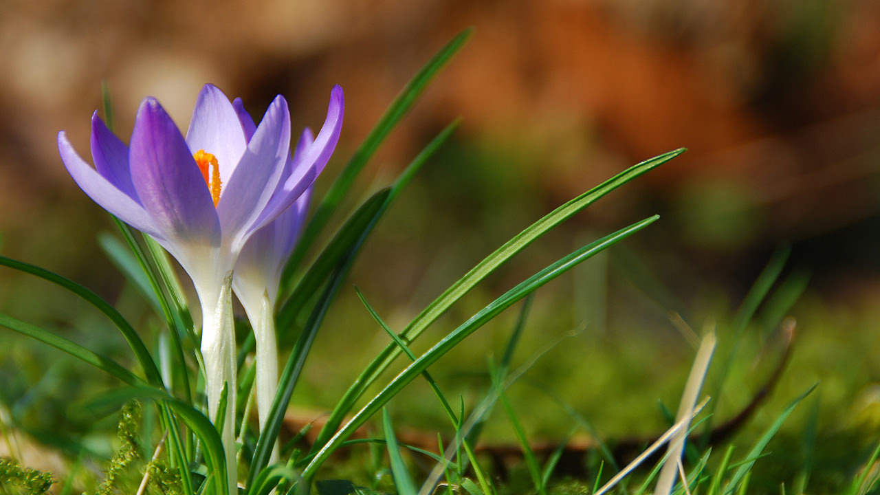 Purple Crocuses