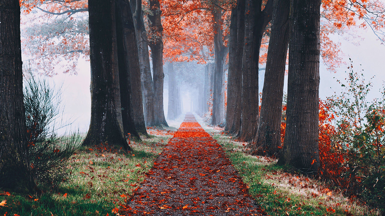 Autumn Foggy Forest