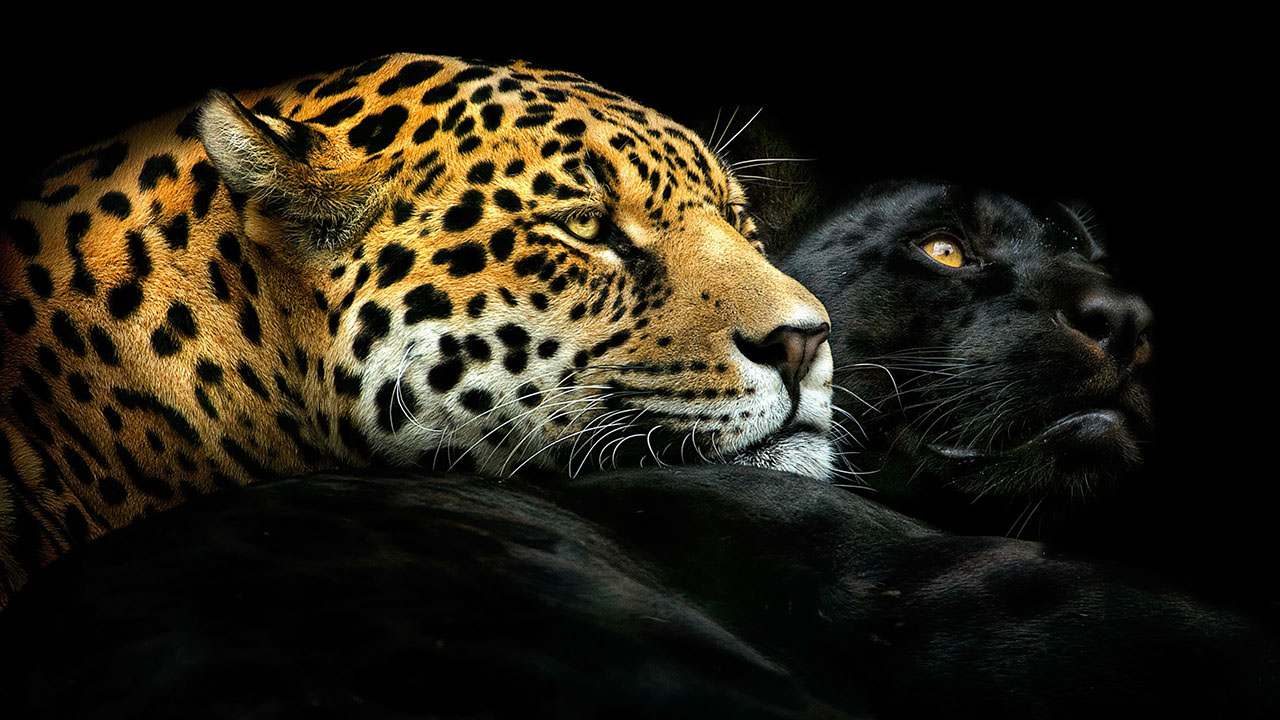 Black Panther and Leopard