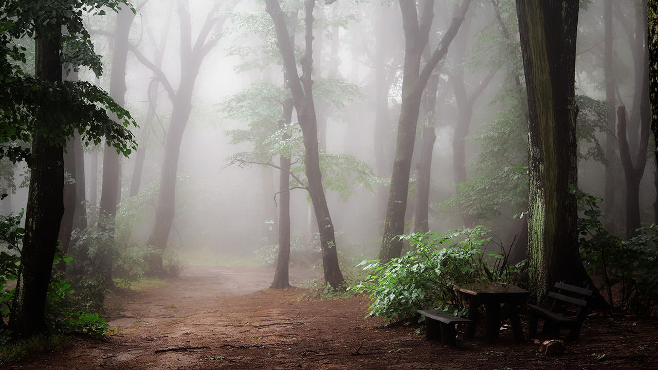 Morning Misty Forest