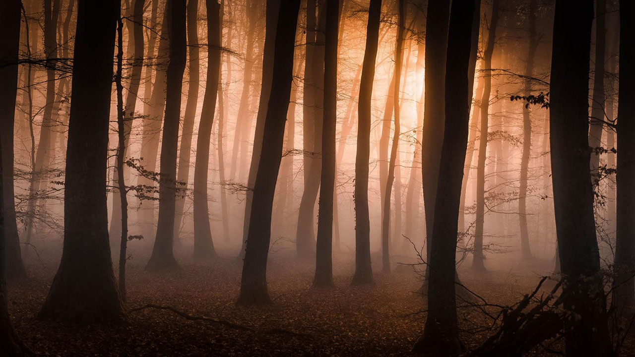 Foggy Forest