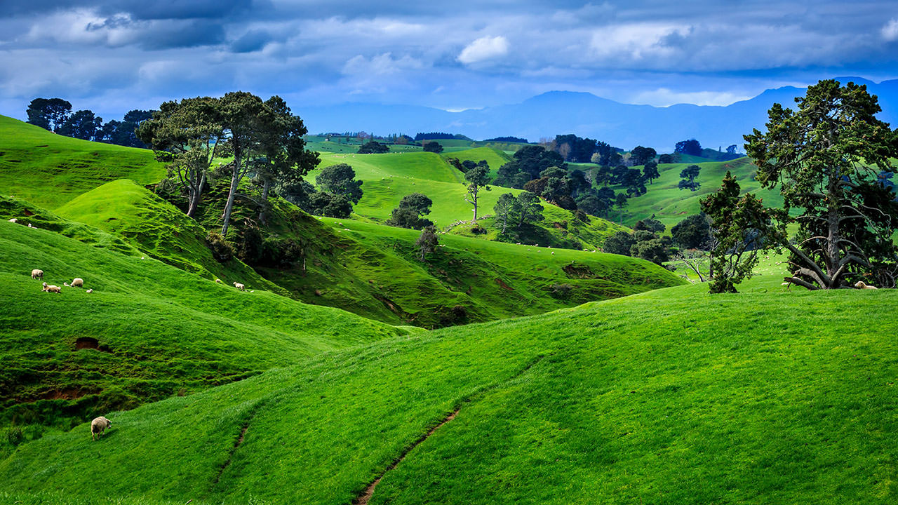 Hill Slope in New Zealand