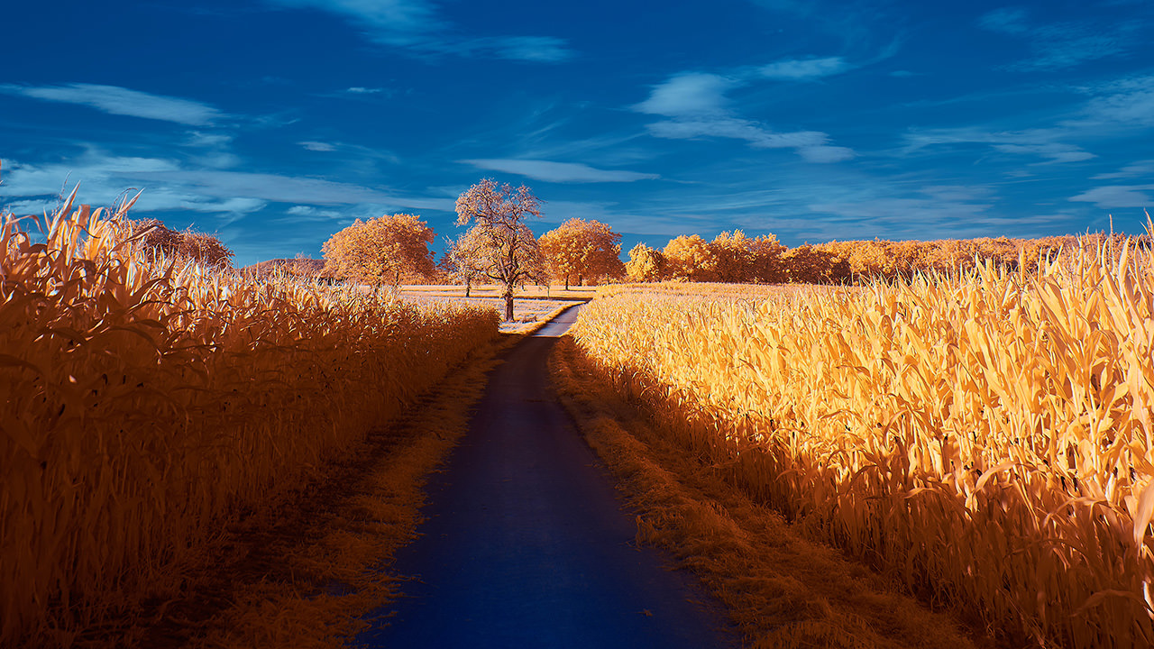 Autumn Path