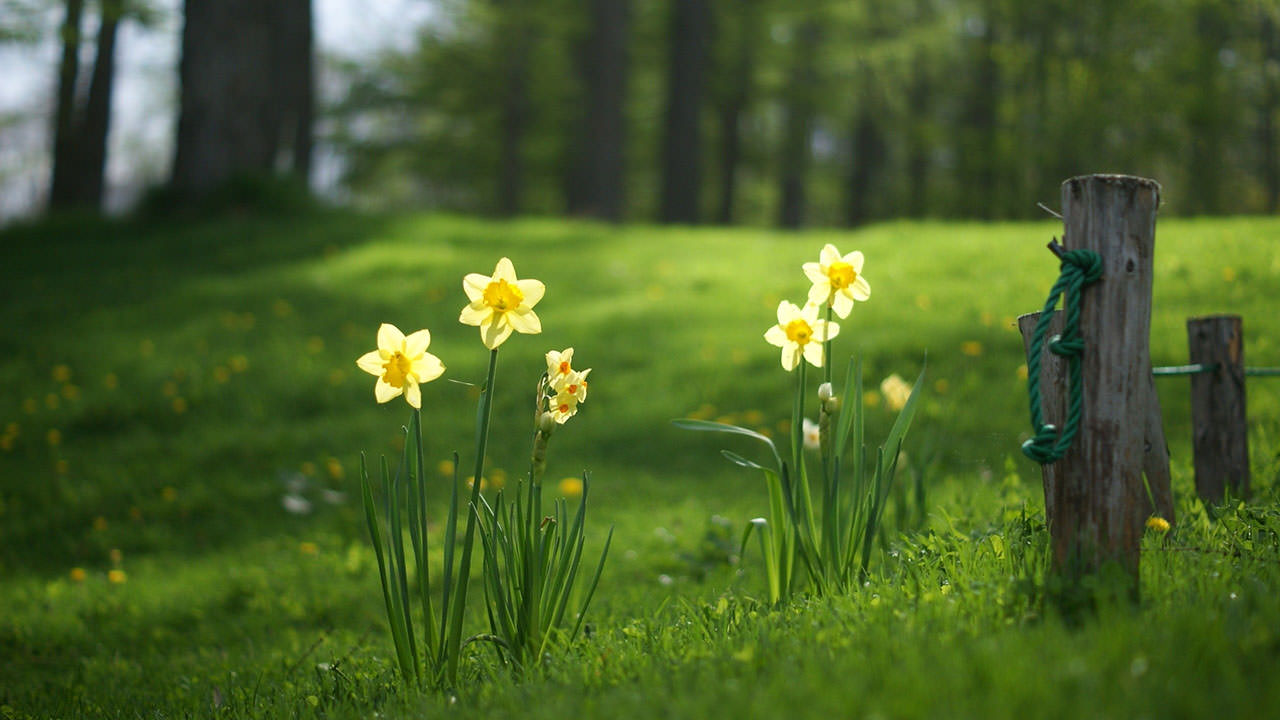 Daffodils Grass