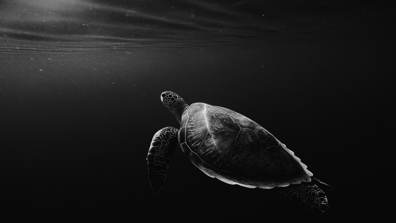 Turtle Underwater Monochrome