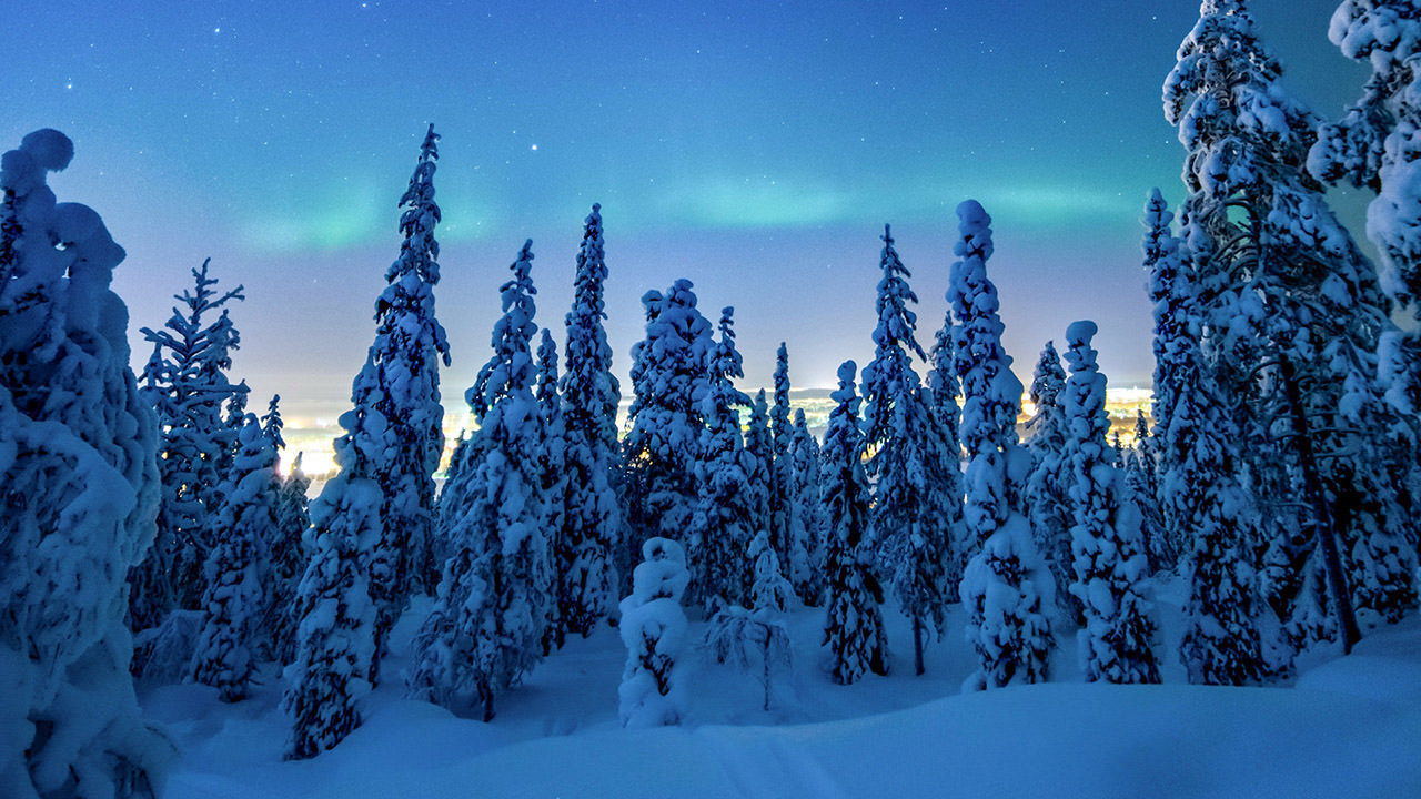 Winter Frosted Forest