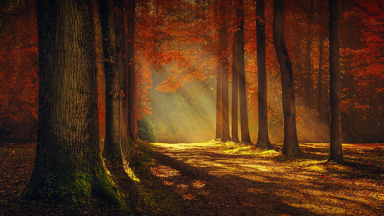 Sunlight Autumn Forest