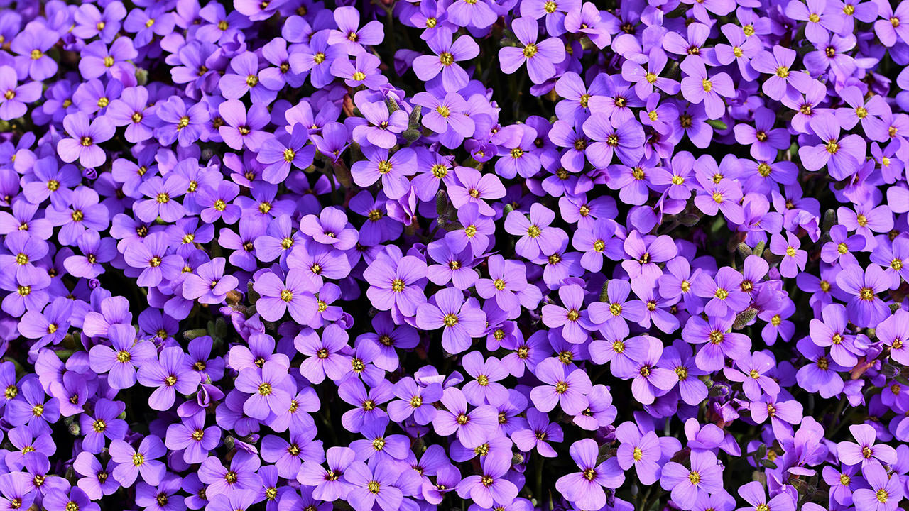 Purple Aubrieta Flowers