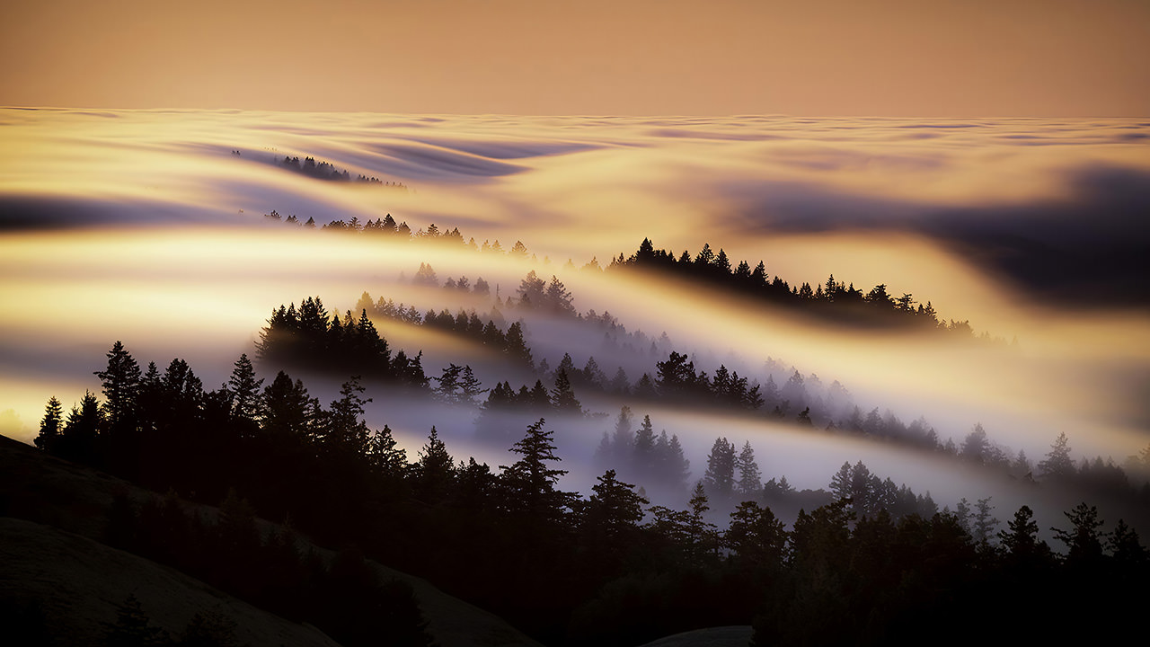 Marin County Mist Morning