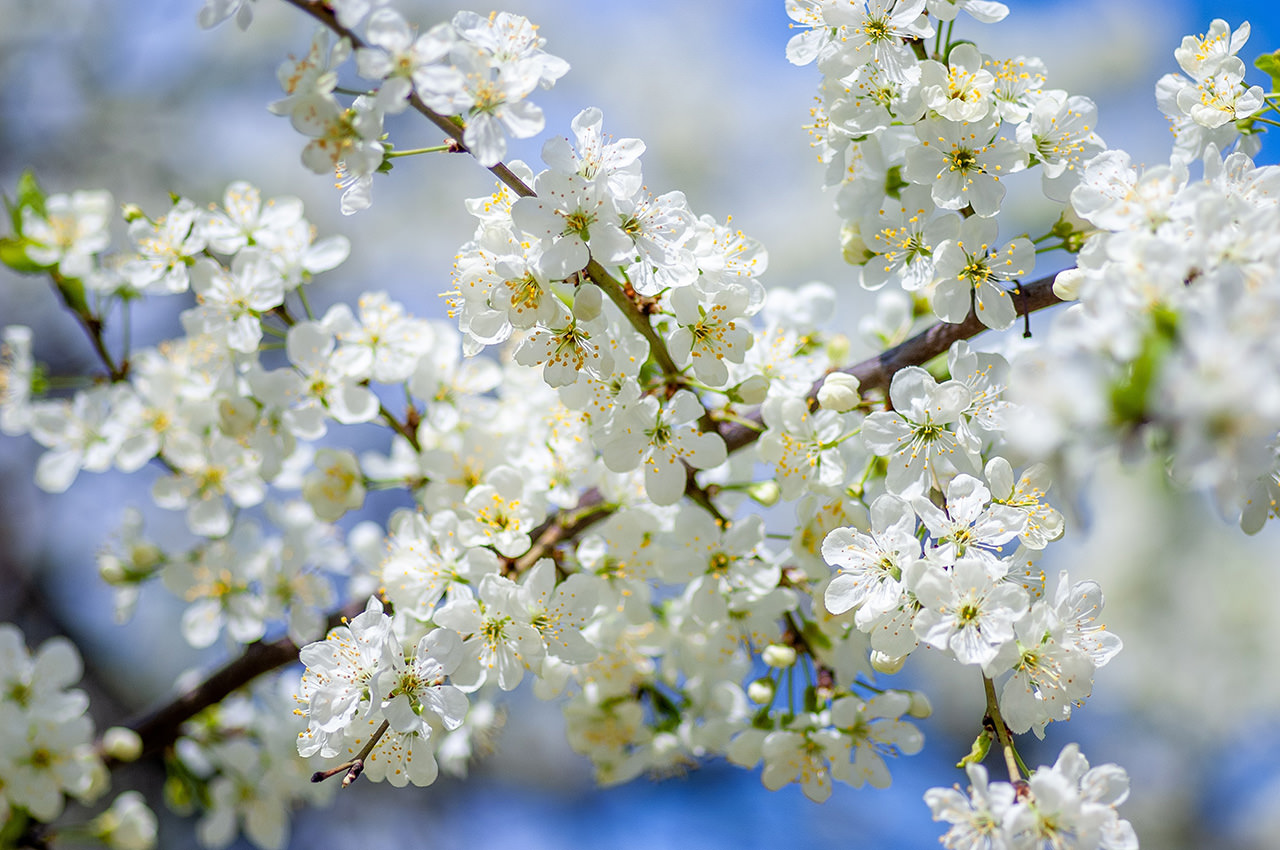 White Plum Blossoms
