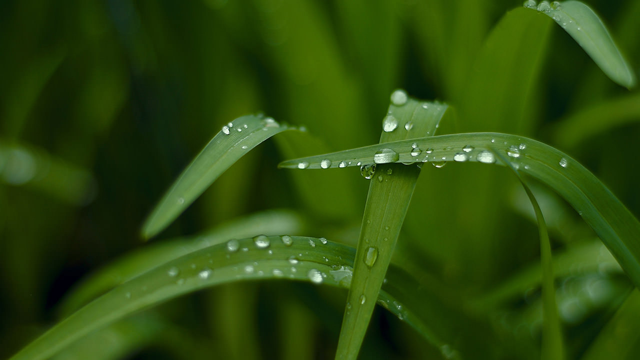 Dewdrops on Green Grass