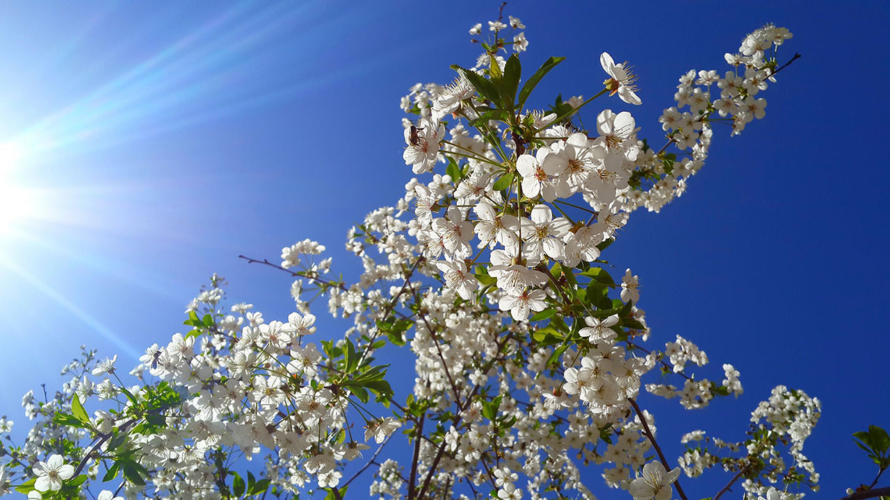 Spring Tree Sunshine