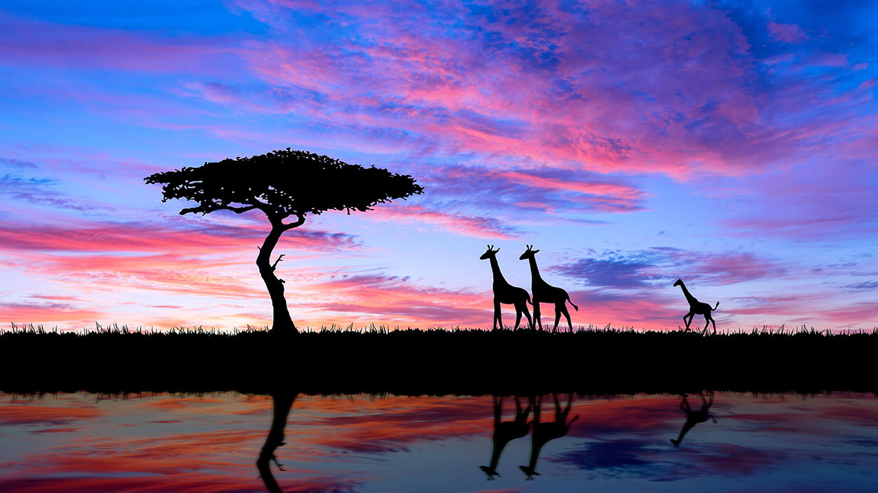 Africa Savanna Silhouette