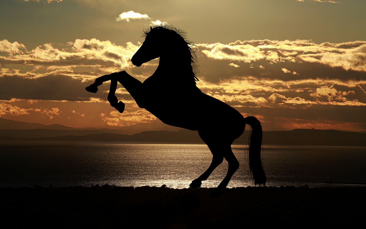 Horse Silhouette At Sunset