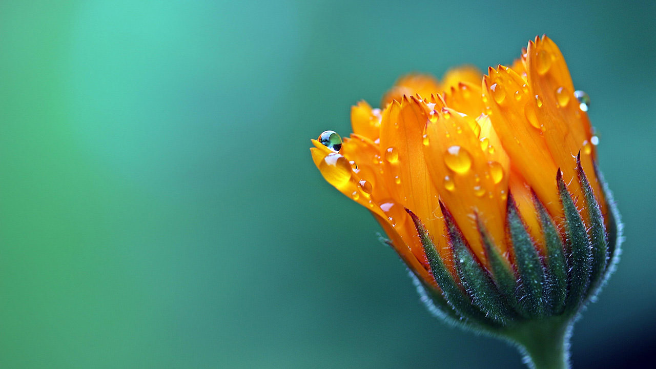 Marigold Flower Macro