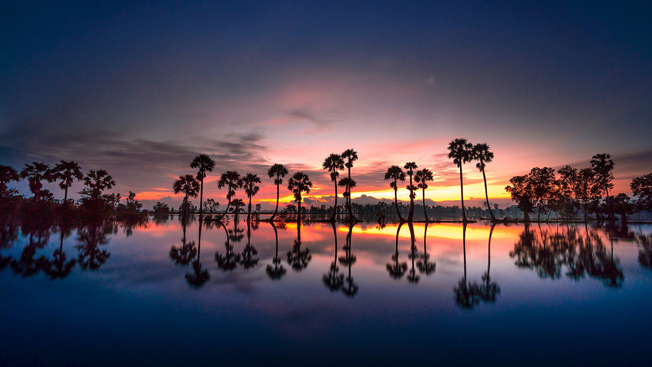 Palms Reflection