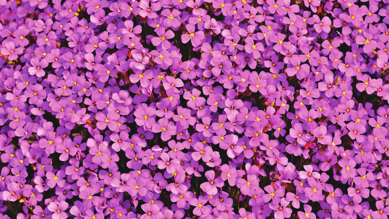 Purple Aubrieta Flowers